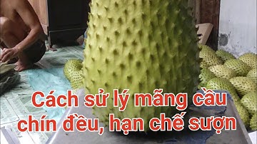 Mãng cầu xiêm, cách pha thuốc, cách xử lý chín đều. Châu Thành Hậu Giang.#channel #vlog #new