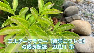 【エルダーフラワー】西洋ニワトコの成長記録①