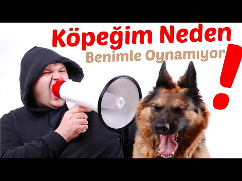 Video: Neden Köpeğim Bu Kadar Neden Whine?