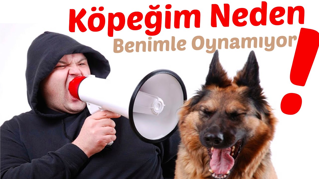 Kopegim Neden Benimle Oynamiyor Youtube