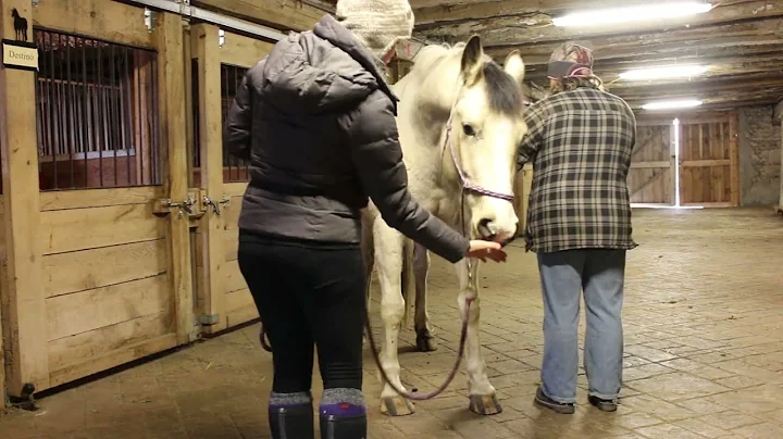 preparing Sky for hoofcare with Stacey Shaw