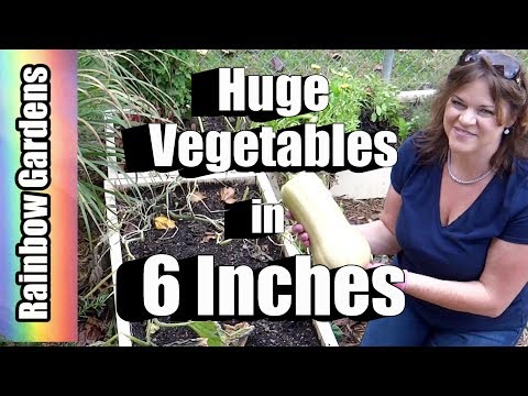 How to Grow Huge Vegetables in Only 6 Inches of Soil, Winter Squash, Beefsteak Tomatoes, MORE