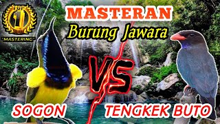 SOGON VS TENGKEK BUTO