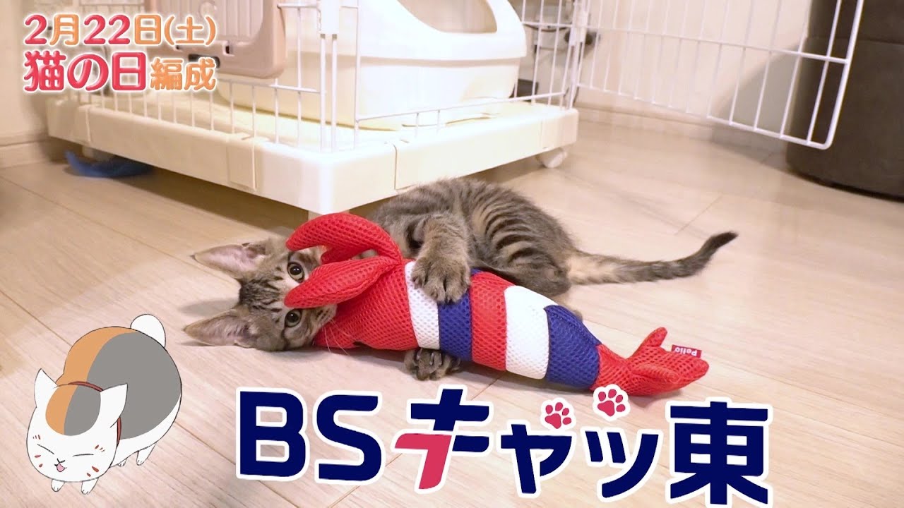 2月22日（土）BSテレ東はBSキャッ東に！猫まみれ編成
