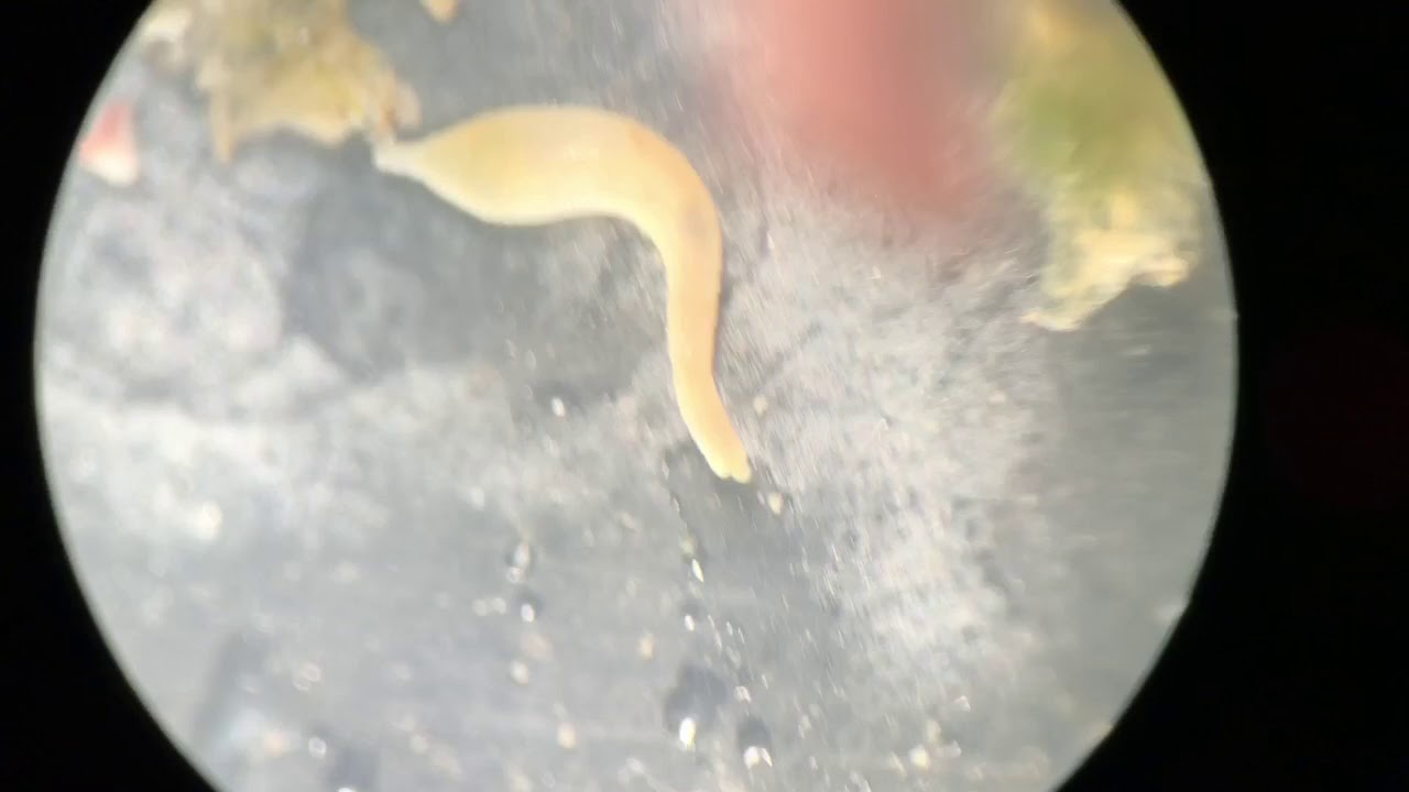A Peanut Worm 星口動物 Youtube A Peanut Worm 星口動物 Youtube