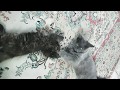 sweet kitties are playing with yarn ( funny persian cats )