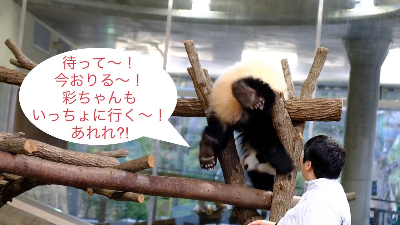 こちら本編【S飼育員に誘われ木登🍎N飼育員について帰る🌈遊びた彩浜】独り立ち後も頑張る💕Panda cub Yuihin loves her keepers and follows them