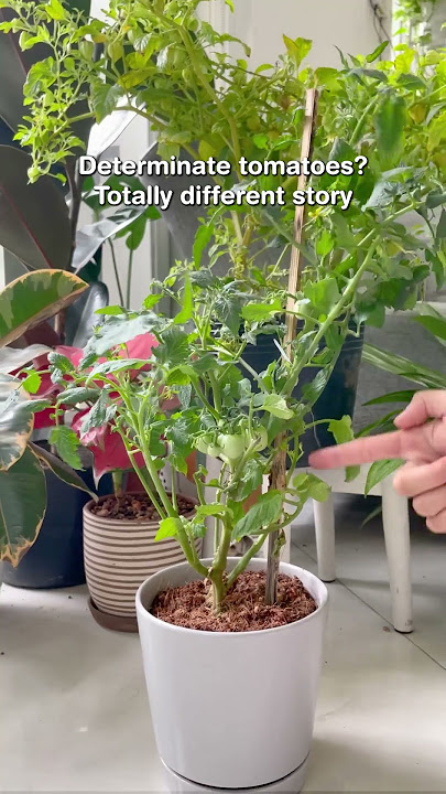 How often should you prune tomato plants #indoorplants #tomato #gardening #tomatoplants