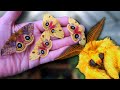 How to breed: The Io Moth! (Automeris io) -  Mothcycles - My venomous, cute pets (in winter)
