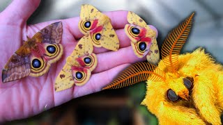 Cute Moth Breeding: Io Moth (Automeris io) / How to Breed Io Moths? MothCycles ft Bart Coppens Io Moth Caterpillar
