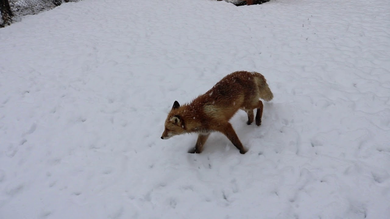 13 北きつね牧場（180415／北海道北見市） - NPO法人リブ