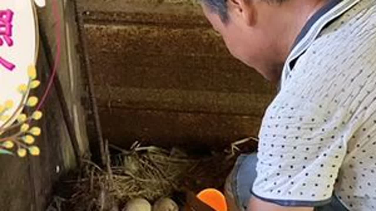 那天孵化了十二个蛋，已经第五天了，照一下看看有几个受精蛋