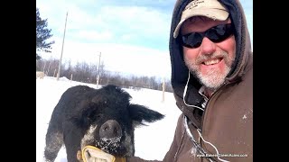How do you raise pigs in the winter?  The beauty of Mangalitsa