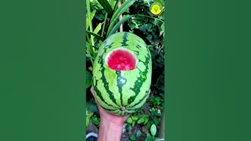 Making A Blue Watermelon 🍉 😱| #shorts #youtubeshorts #m4tech #sufailsvibes #viral #experiment