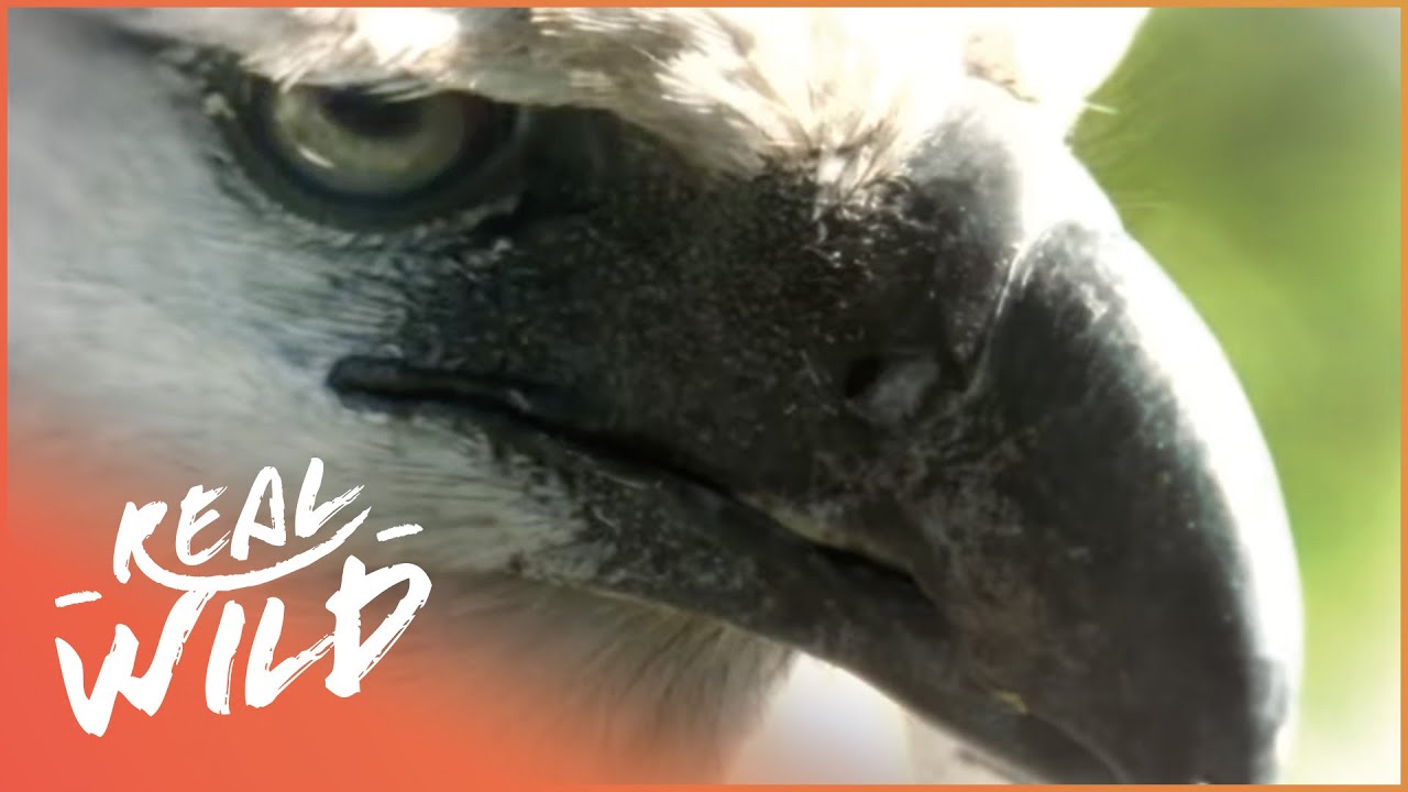 ⁣The Amazing Harpy Eagle | Animal River Challenge | Real Wild