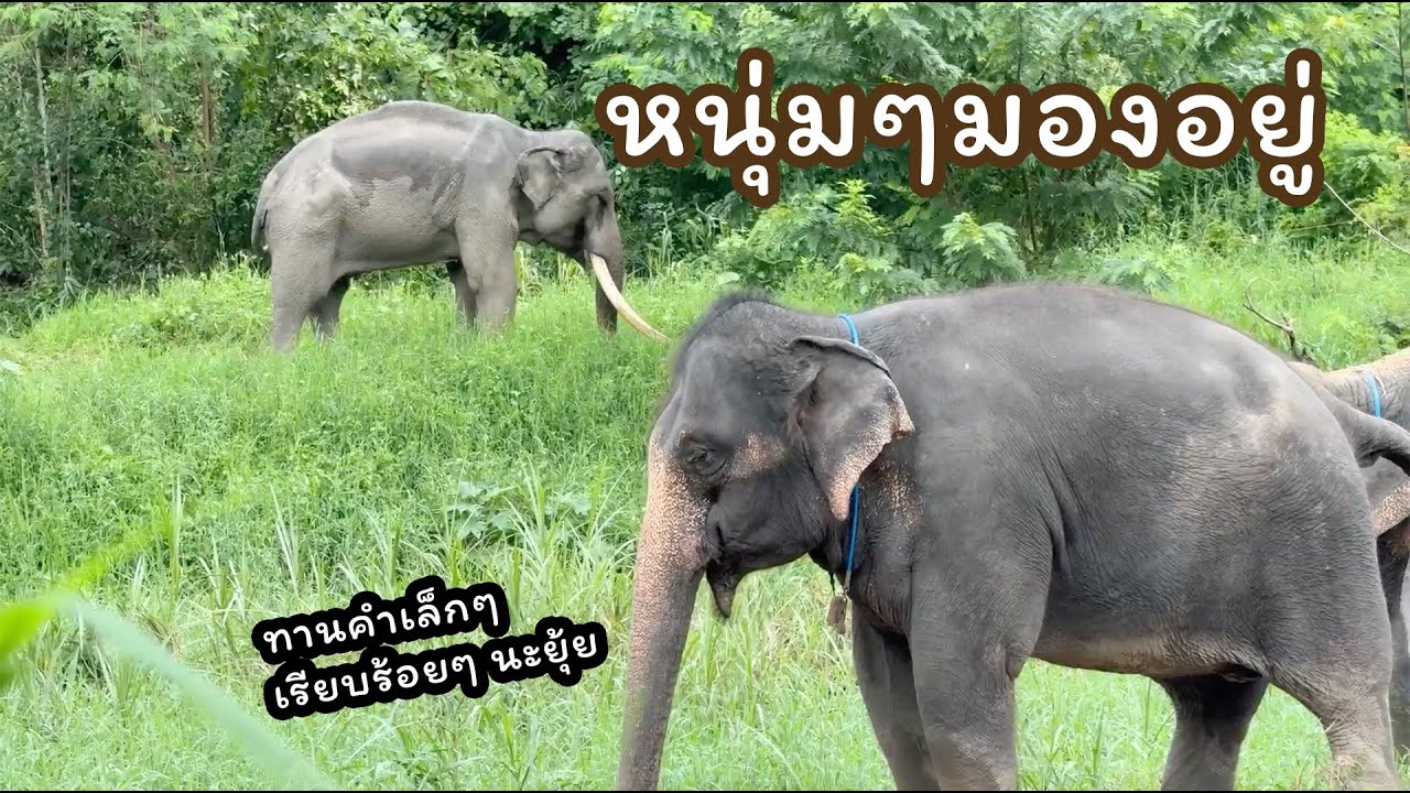 ตามติดชีวิตช้าง Daily Live 1 ต.ค. 2567 พลายใจ&พลายพะเยามาพร้อมกัน สองสาวแสนรู้&ยุ้ยจะทำยังไง