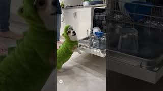 Собачка милые домашние животные dogs cute dog