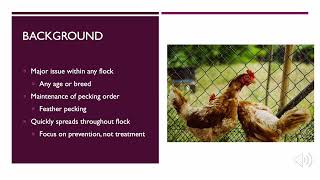 Poultry Cannibalism