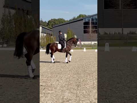 Absent GP Schoolmaster Love Butterfly Horse Sterstallion Equestrian Kayburtequinetherapy