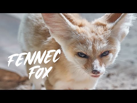 Fennec Fox