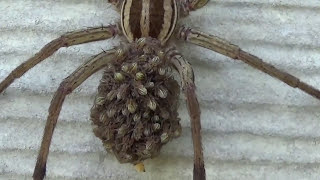 Close Up of Wolf Spider With Babies on Her Back HD
