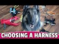 How to Choose the BEST Harness for Your Dog