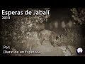 Esperas de Jabalí 2019. Recopilación de lances y momentos