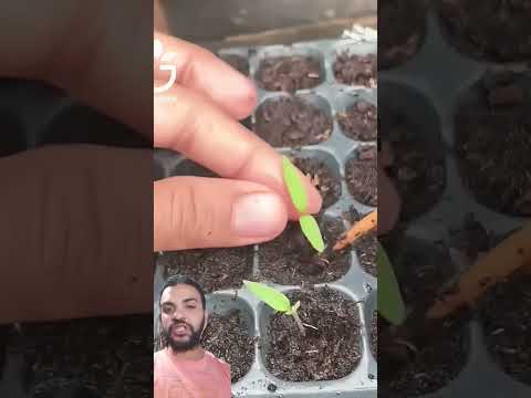 اسهل طريقة لزراعة الطماطم       