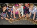 How to make a Career with Reptiles!