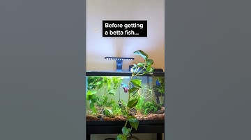 Betta fish tank essentials