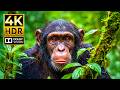 Breathtaking Animal World In 4K HDR Ultra Clear Dolby Vision 120FPS For OLED 4K TVs 