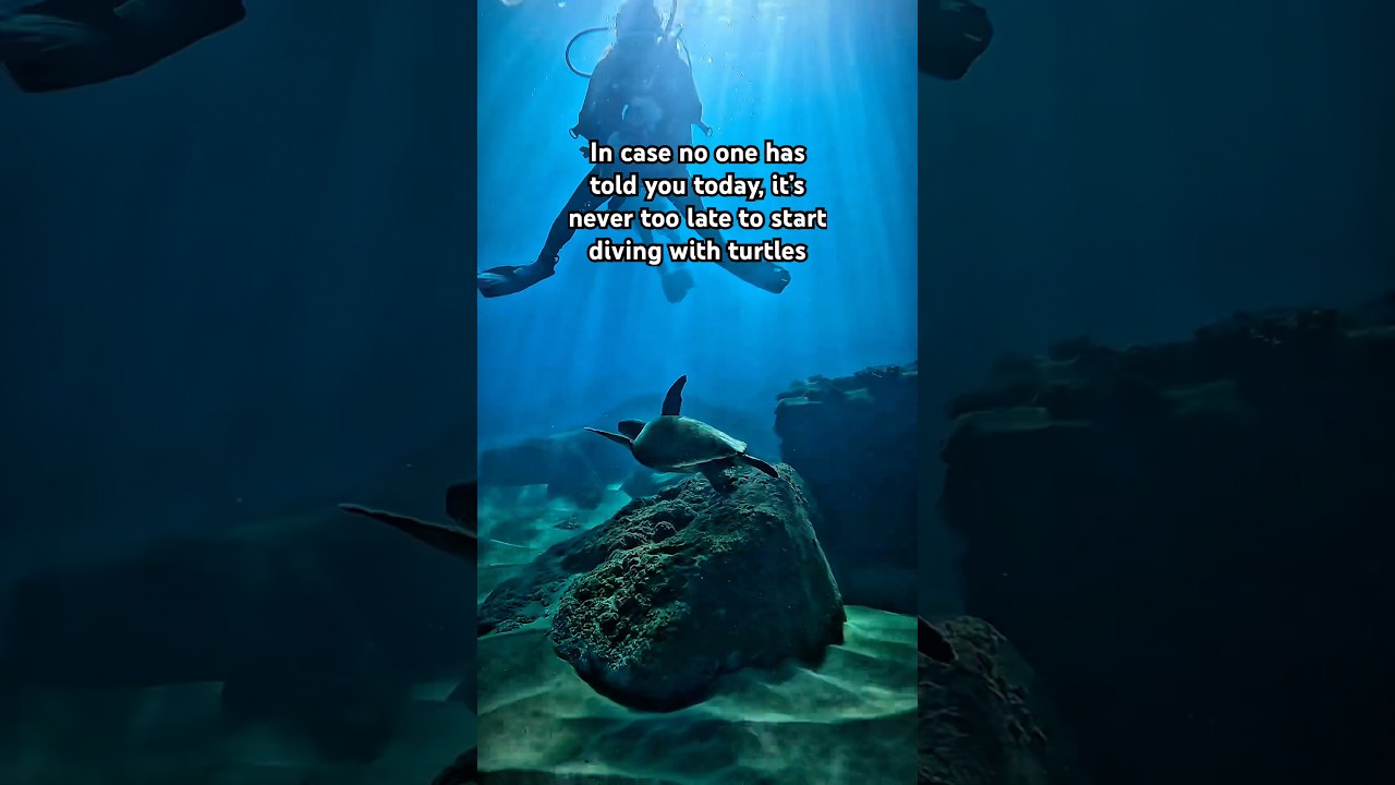 Make This the First of Many Turtle Dives 🐢