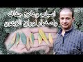 علاج جفاف واصفرار اوراق الزيتون واسبابه