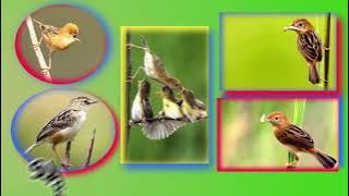 SUARA PIKAT CICI PADI RIBUT, TERBARU AMPUH MAS BOSS.. #mp3pikat  #mp3burung #pikatburung  #pikat