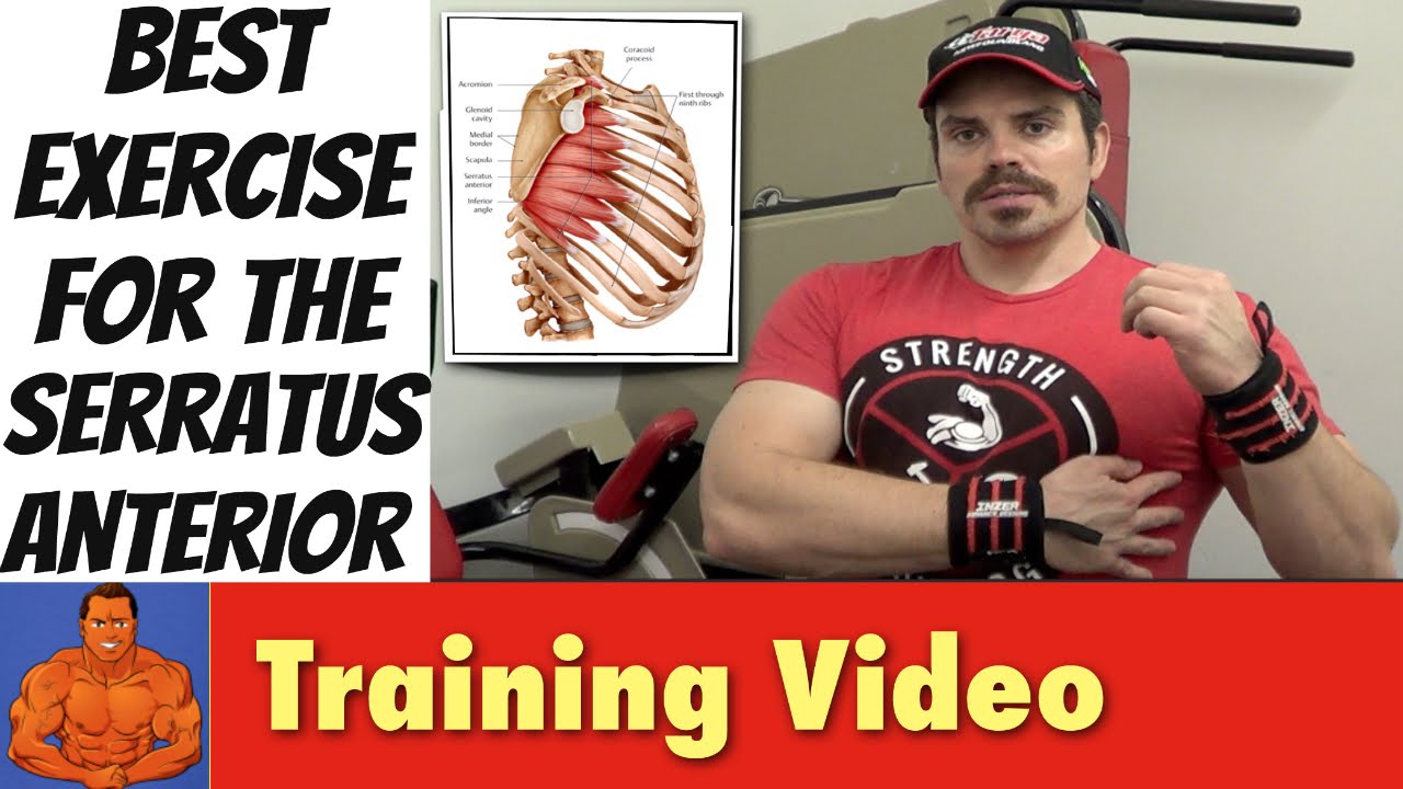 Best Exercises For The Serratus Anterior YouTube