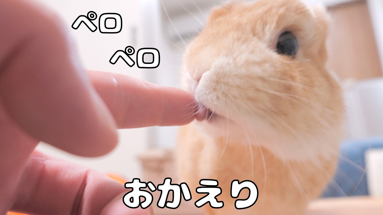 うさぎ、様リクエスト笑 A busy day felt better after Mugi licked my finger 【No.1984