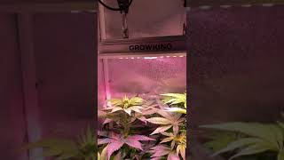 1X Og Kush, 3X Triple G Rqs