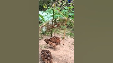 Special DIY Quail Trap #quail trap