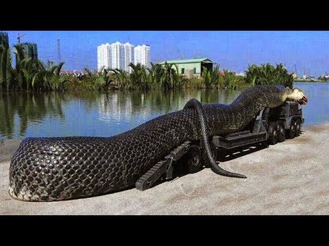 Wideo: Głowa Węża Z Całych Liści