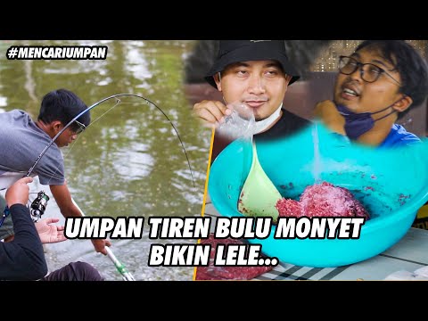 Video: Bagaimana Tidak Jatuh Untuk Umpan MMM