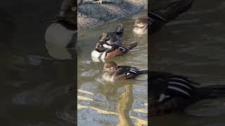 Hooded merganser
