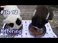 【夕やけにゃんだん・３匹】 Offering to Tama River Bank Stray Cats File 12  【多摩川土手の野良猫達への餌・供物】