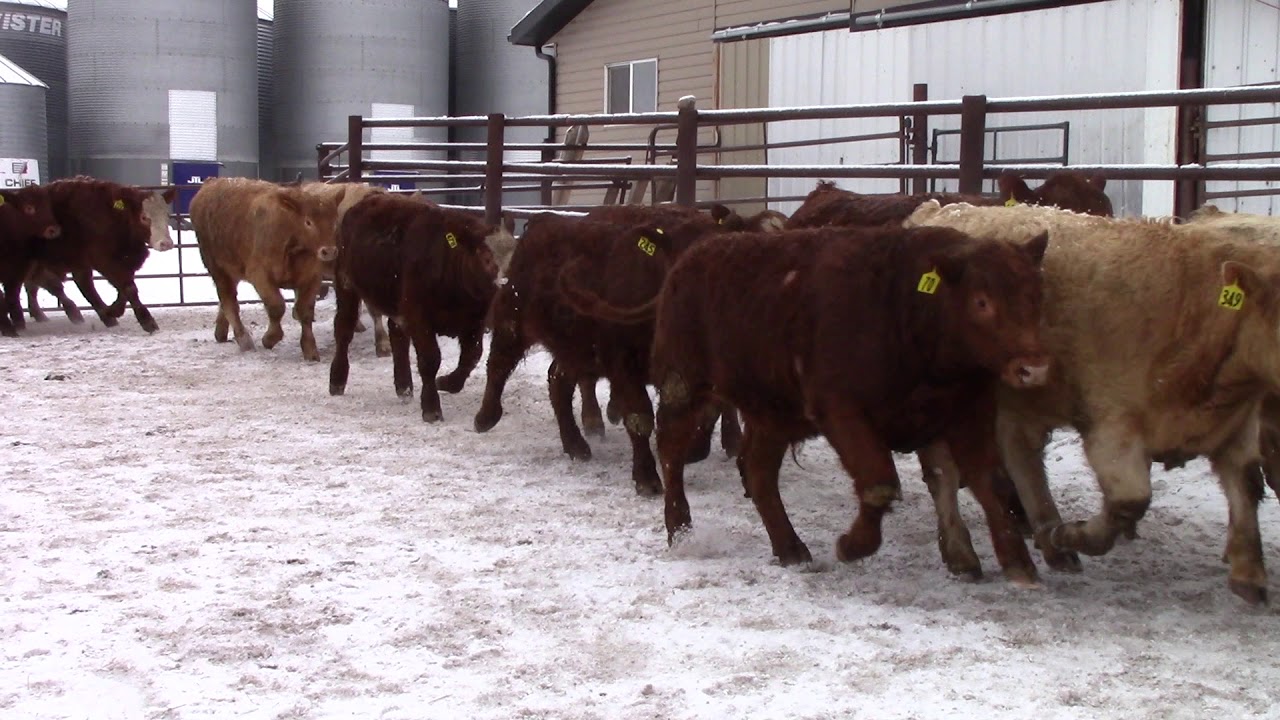 Schmidt Land & Cattle 140 Steers YouTube