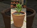 Kalanchoe Flower Bloom 🌸 | A Calm &amp; Relaxing Nature Moment  #natureshorts #shorts #viral