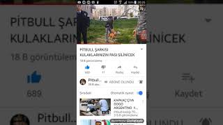 Pitbull Krallığı Türkiye Kı