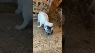 Great Pyrenees Demonstrates Exceptional Patience Against Playful Goat
