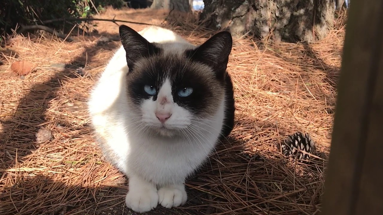 タヌキ顔の猫をじっくり見たらとても可愛い顔してた 動物がかわいいyoutube動画はここだ