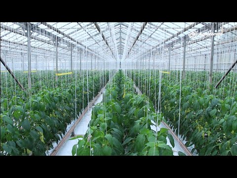 Videó: A Paprika Agrotechnológiája A Fólia üvegházakban