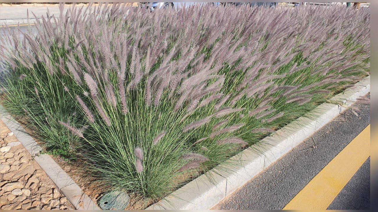  نبات سريع النمو وتتحمل الحرارة | مزهر طول العام | Cupreum | نبات الحلفا