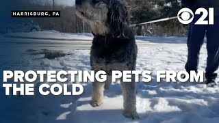 How shelters protect pets in the cold